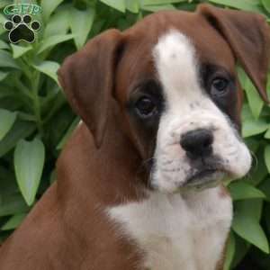 Dutchess, Boxer Puppy