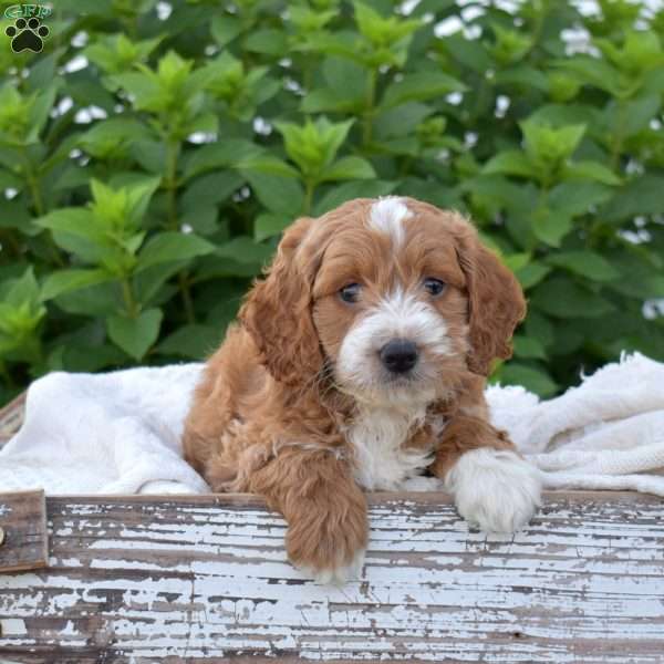Dynamo, Mini Goldendoodle Puppy