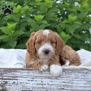 Dynamo, Mini Goldendoodle Puppy