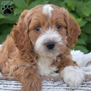 Dynamo, Mini Goldendoodle Puppy