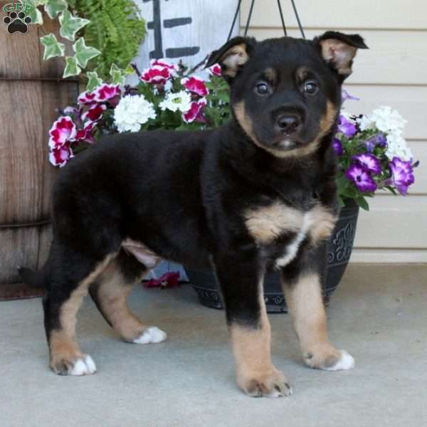Eagle, German Shepherd Mix Puppy