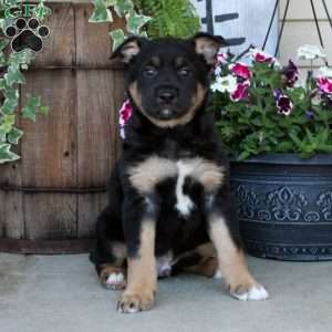 Eagle, German Shepherd Mix Puppy