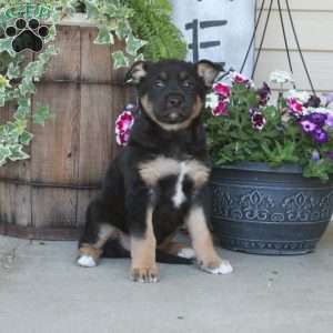 Eagle, German Shepherd Mix Puppy