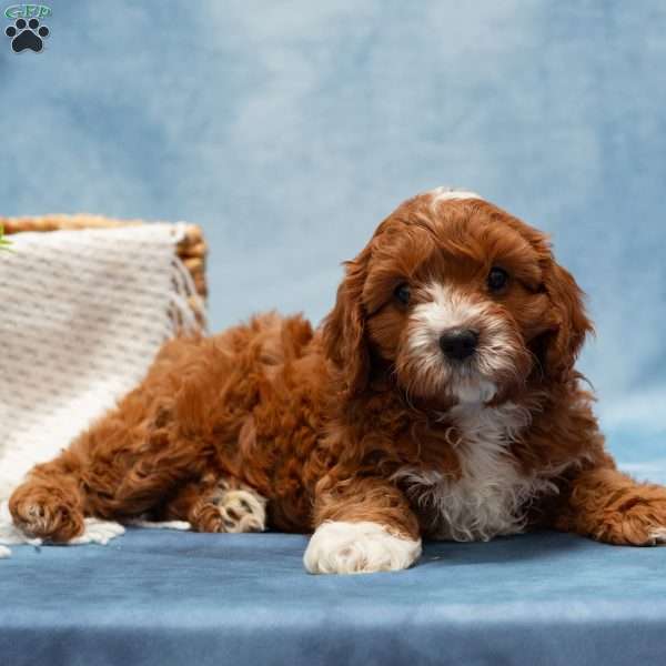 Matthias, Cavapoo Puppy
