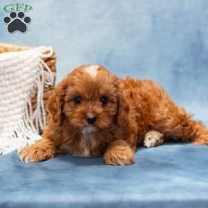 Monroe, Cavapoo Puppy