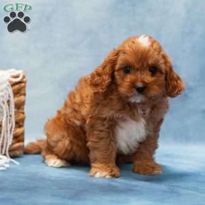 Monroe, Cavapoo Puppy