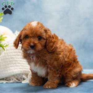 Monroe, Cavapoo Puppy