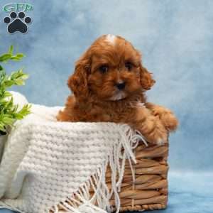 Monroe, Cavapoo Puppy