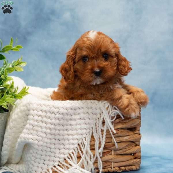 Monroe, Cavapoo Puppy