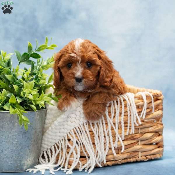 Matty, Cavapoo Puppy