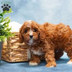 Matty, Cavapoo Puppy