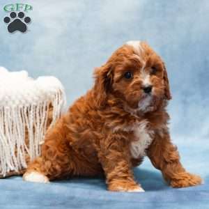 Matty, Cavapoo Puppy