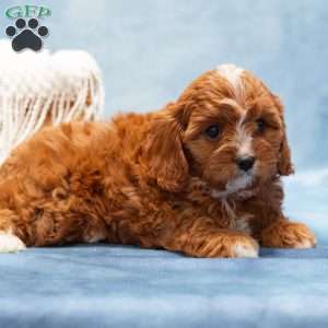 Matty, Cavapoo Puppy