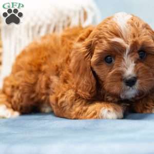 Matty, Cavapoo Puppy