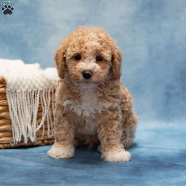 Timmy, Bich-Poo Puppy