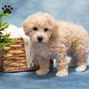 Tommy, Bich-Poo Puppy