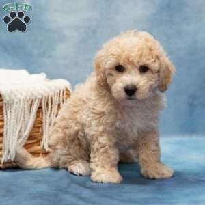 Tommy, Bich-Poo Puppy