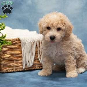 Tommy, Bich-Poo Puppy
