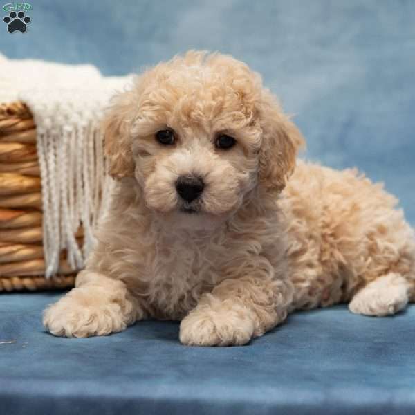 Tommy, Bich-Poo Puppy