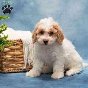 Tammy, Bich-Poo Puppy