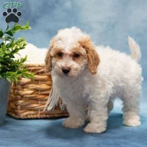 Tammy, Bich-Poo Puppy