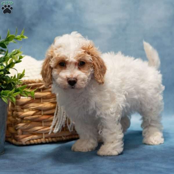 Tammy, Bich-Poo Puppy
