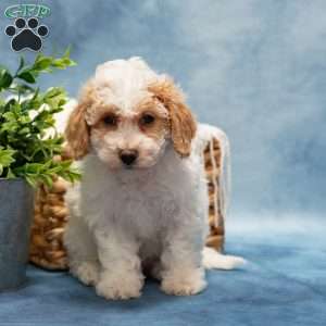 Tammy, Bich-Poo Puppy