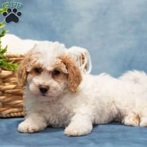 Tammy, Bich-Poo Puppy