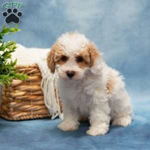 Teresa, Bich-Poo Puppy