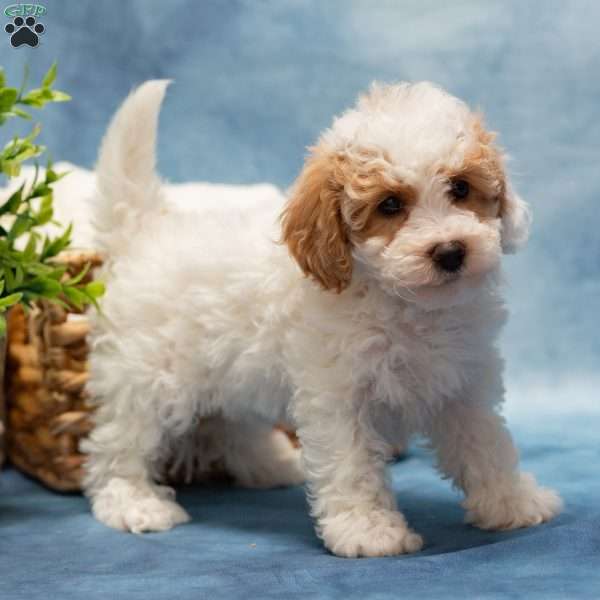 Teresa, Bich-Poo Puppy