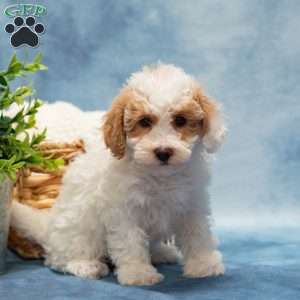 Teresa, Bich-Poo Puppy
