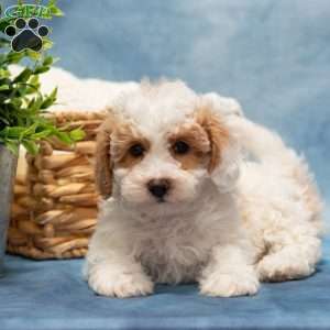 Teresa, Bich-Poo Puppy
