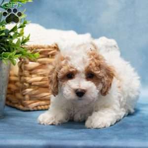 Tippy, Bich-Poo Puppy