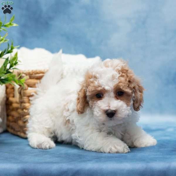 Tippy, Bich-Poo Puppy
