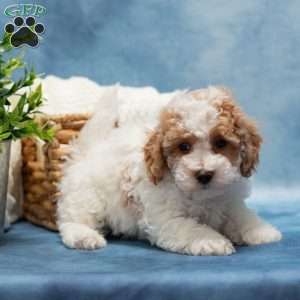 Tippy, Bich-Poo Puppy