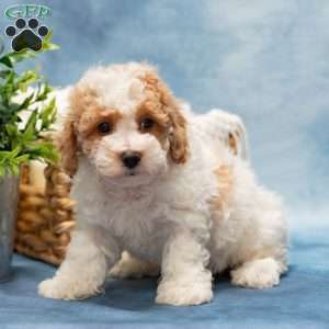 Tippy, Bich-Poo Puppy