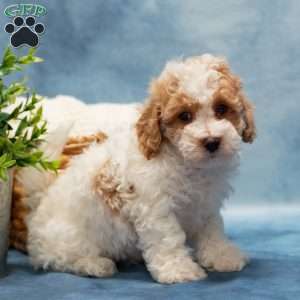 Tippy, Bich-Poo Puppy