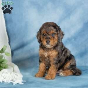 Charlie, Miniature Poodle Puppy