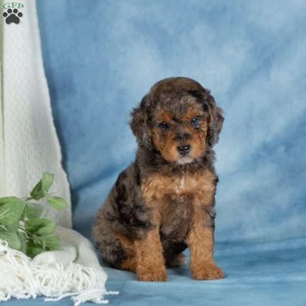 Charlie, Miniature Poodle Puppy