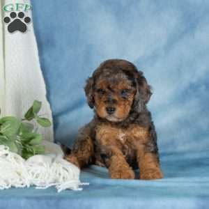 Charlie, Miniature Poodle Puppy