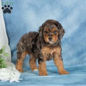 Charlie, Miniature Poodle Puppy