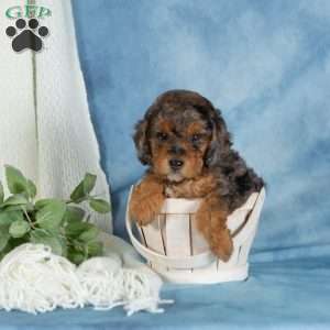 Charlie, Miniature Poodle Puppy