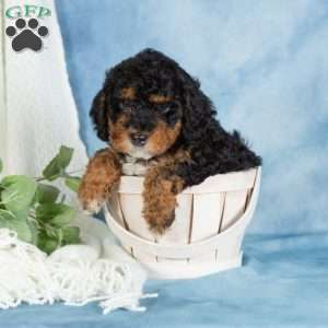 Bear, Miniature Poodle Puppy
