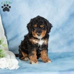 Bear, Miniature Poodle Puppy