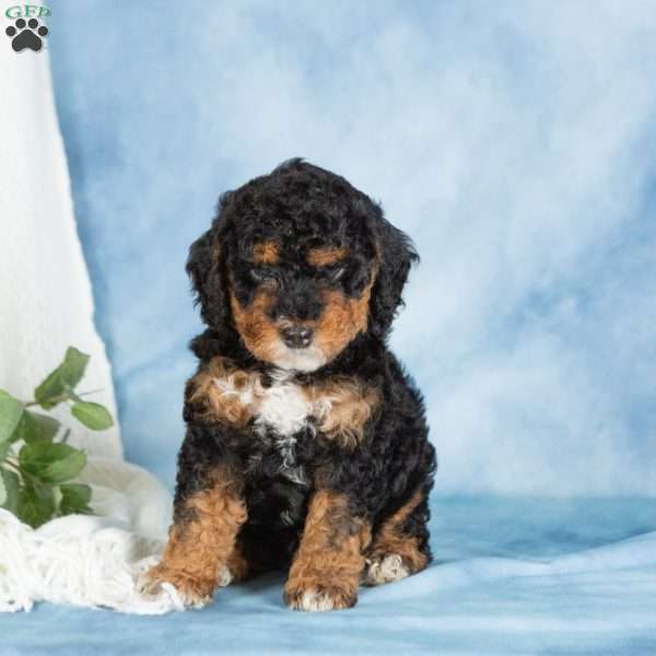 Bear, Miniature Poodle Puppy