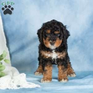 Bear, Miniature Poodle Puppy