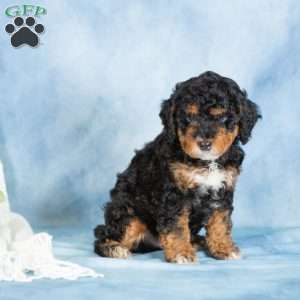 Bear, Miniature Poodle Puppy