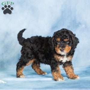 Bear, Miniature Poodle Puppy