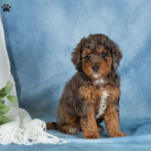 Oliver, Miniature Poodle Puppy