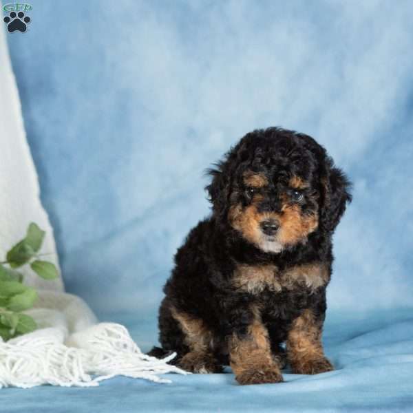 Beauty, Miniature Poodle Puppy